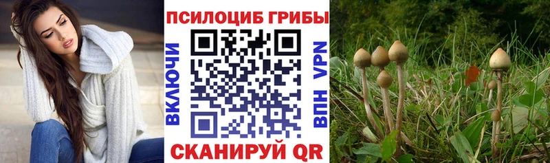 Галлюциногенные грибы Psilocybe  дарнет шоп  Нефтеюганск 